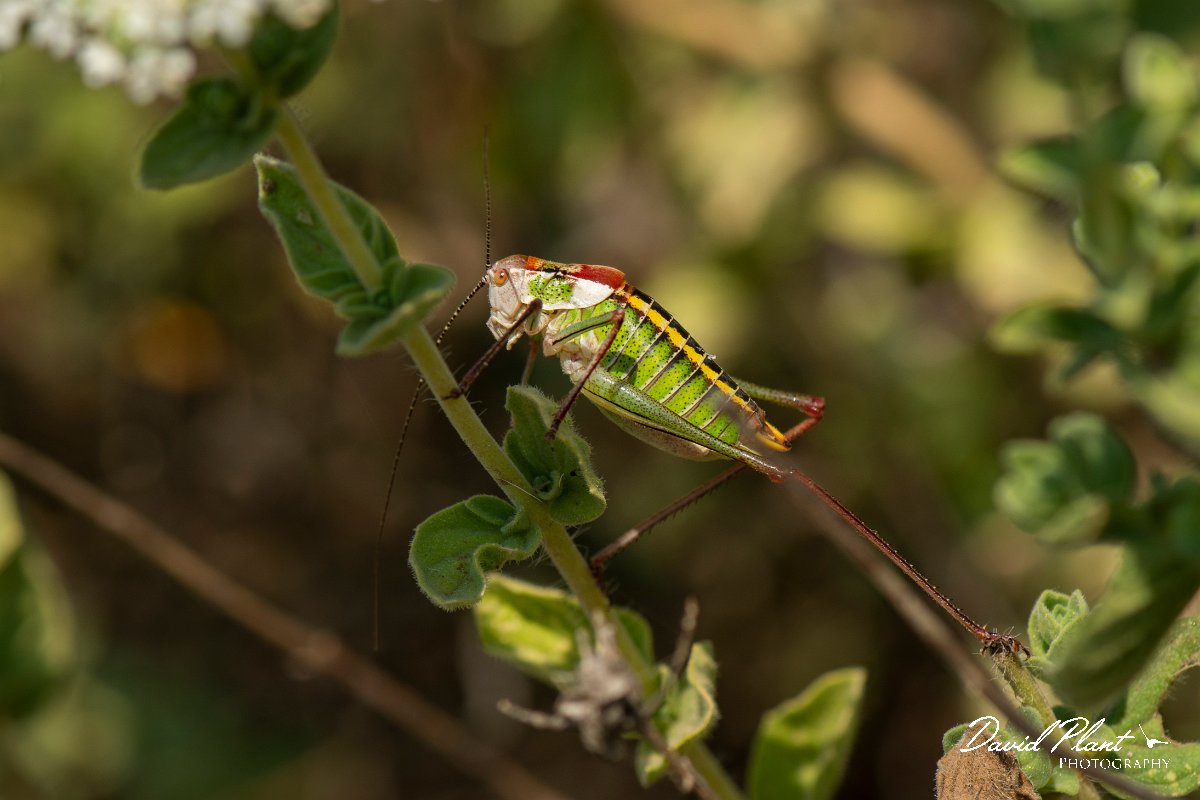 DPPhotography - Lesvos - Lesvos bush cricket - A.jpg - Lesvos bush cricket, Poecilimon mytelenensis - Perasma reservoir, Lesvos