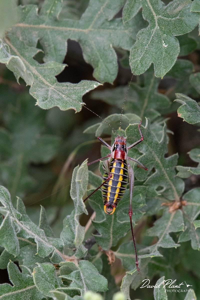 DPPhotography - Lesvos - Lesvos bush cricket - D.jpg - Lesvos bush cricket, Poecilimon mytelenensis - Ipsilou Monastery, Lesvos