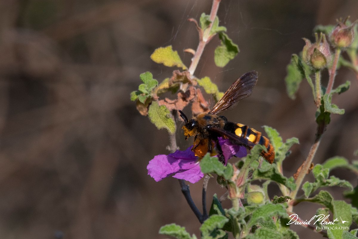 DPPhotography - Lesvos - Mammoth wasp - A.jpg - Mammoth wasp, Megascolia maculata - Kavaki, Lesvos