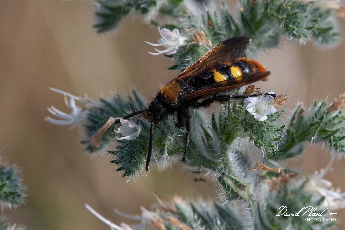 DPPhotography - Lesvos - Mammoth wasp - C.jpg - Mammoth wasp, Megascolia maculata - Perasma reservoir, Lesvos
