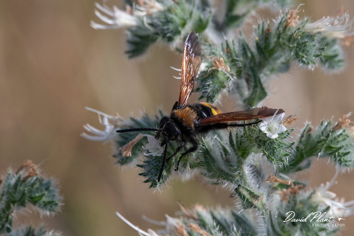 DPPhotography - Lesvos - Mammoth wasp - D.jpg - Mammoth wasp, Megascolia maculata - Perasma reservoir, Lesvos