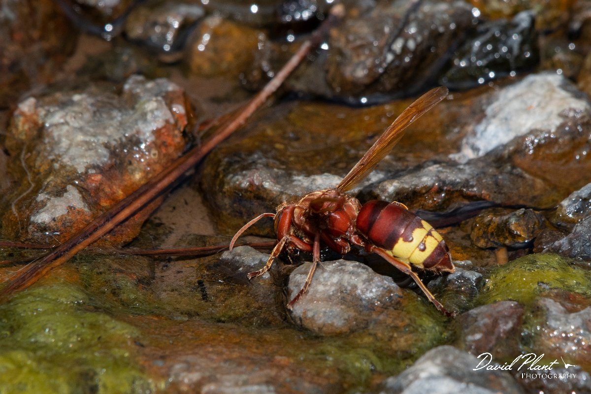 DPPhotography - Lesvos - Oriental hornet - A.jpg - Oriental hornet - Achladeri forest, Lesvos
