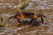 DPPhotography - Lesvos - Potamon ibericum - A