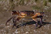 DPPhotography - Lesvos - Potamon ibericum - B