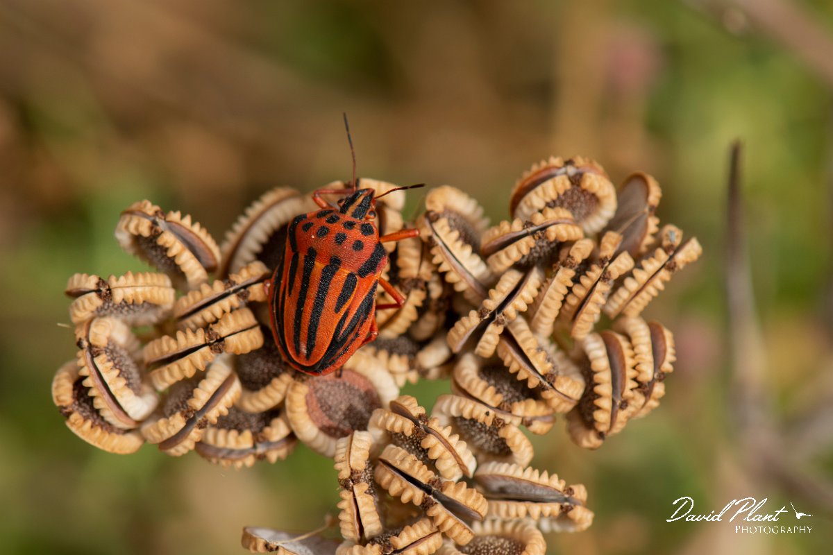 DPPhotography - Lesvos - Semi-spotted shield bug - A.jpg - Semi-spotted shield bug, Graphosoma semipunctatum - Ipsilou Monastery, Lesvos