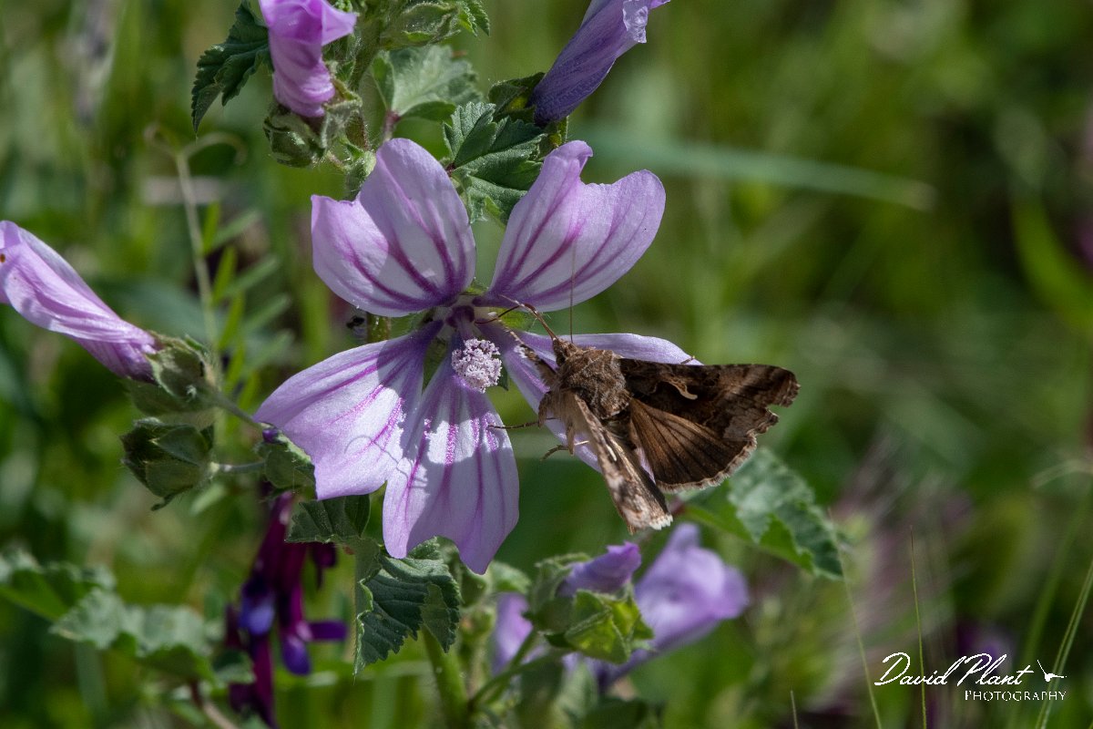 DPPhotography - Lesvos - Silver Y - A.jpg - Silver Y - Agiasos sanatorium, Lesvos