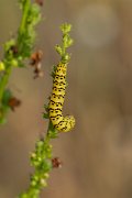 DPPhotography - Lesvos - Striped lychnis - B