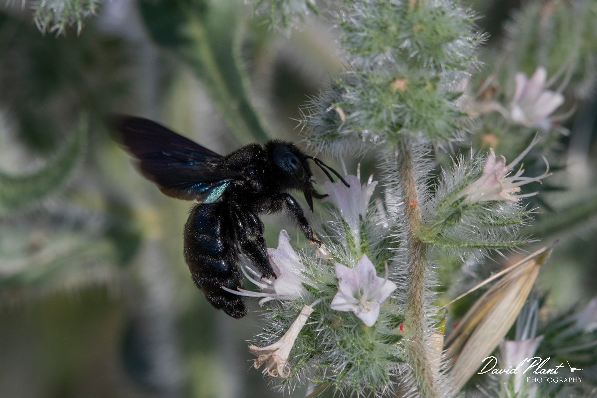 DPPhotography - Lesvos - Violet carpenter bee - A.jpg - Violet carpenter bee, Xylocopa violacea - Perasma reservoir, Lesvos