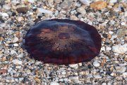 Compass jellyfish, Chrysaora hysoscella