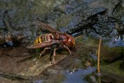 European hornet