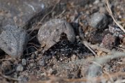 Exoprosopa pandora
