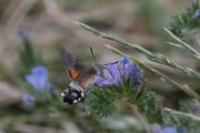 Hummingbird hawkmoth