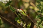 Lesvos bush cricket, Poecilimon mytelenensis