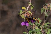 Mammoth wasp - Megascolia maculata