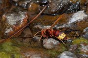 Oriental hornet
