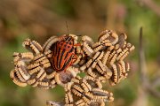 Semi-spotted shield bug, Graphosoma semipunctatum