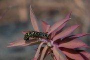 Spurge hawkmoth