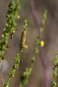 Striped Lychnis, Cucullia lychnitis
