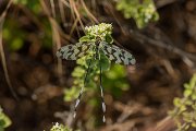 Thread lacewing
