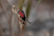 Transparent burnet, Zygaena purpuralis