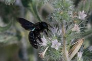 Violet carpenter bee - Xylocopa violacea