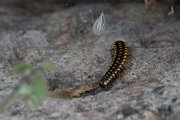 Yellow-spotted millipede, Melaphe vestita