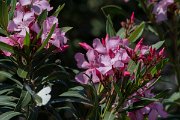 DPPhotography - Lesvos - Oleander - A