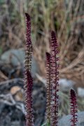 DPPhotography - Lesvos - Purple gooseneck loosestrife - A
