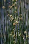 DPPhotography - Lesvos - Round-headed club-rush - A