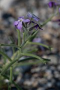 DPPhotography - Lesvos - Three-horned stock - A
