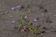 DPPhotography - Lesvos - Three-horned stock - C