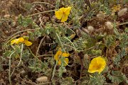 DPPhotography - Lesvos - Yellow-horned poppy - A