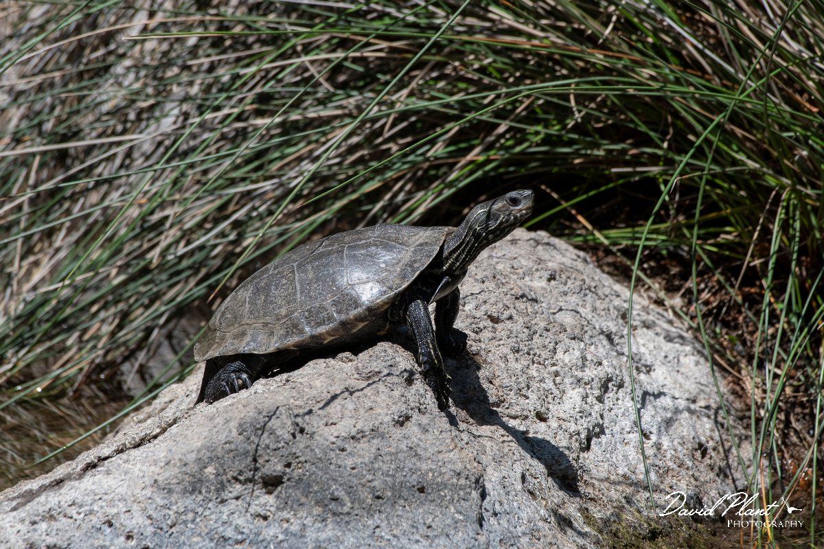 DPPhotography - Lesvos - Balkan pond turtle - C.jpg - Balkan pond turtle - Achladeri forest, Lesvos