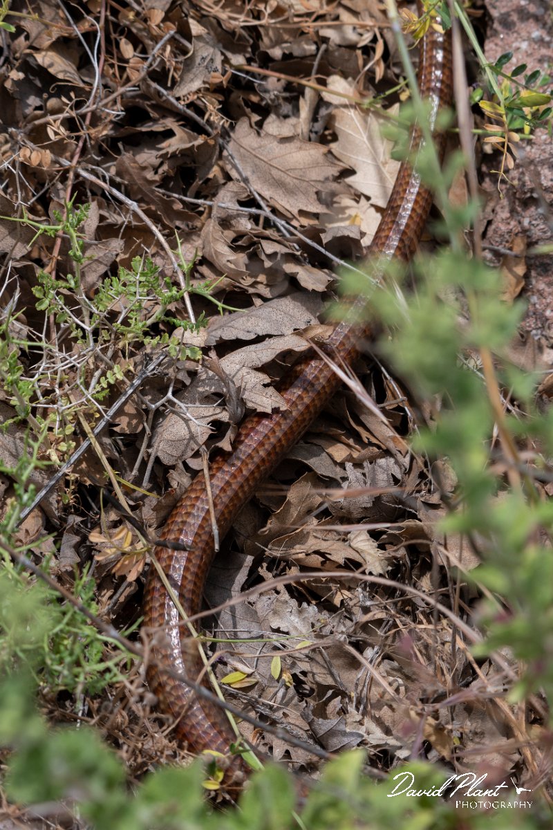 DPPhotography - Lesvos - European glass lizard - A.jpg - European glass lizard - Ipsilou Monastery, Lesvos