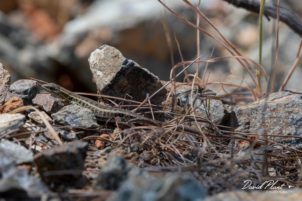 DPPhotography - Lesvos - Snake-eyed lizard - B.jpg - Snake-eyed lizard - Achladeri forest, Lesvos