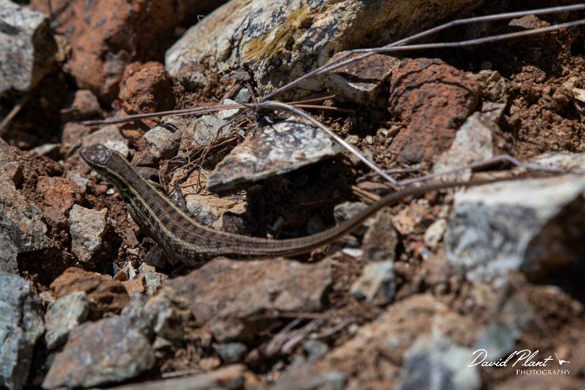 DPPhotography - Lesvos - Snake-eyed lizard - C.jpg - Snake-eyed lizard - Achladeri forest, Lesvos