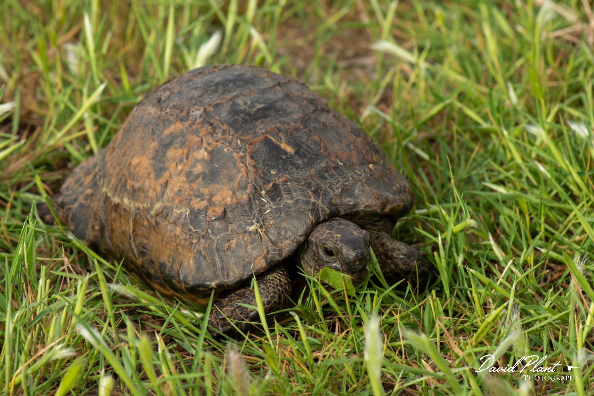 DPPhotography - Lesvos - Spur-thighed tortoise - A.jpg - Spur-thighed tortoise - Alykes wetlands, Lesvos