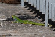 DPPhotography - Lesvos - Balkan green lizard - C