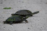 DPPhotography - Lesvos - Balkan pond turtle - F