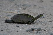 DPPhotography - Lesvos - Balkan pond turtle - G
