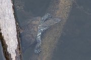 DPPhotography - Lesvos - Balkan pond turtle - K
