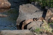 DPPhotography - Lesvos - Dice snake - A