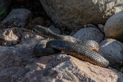 DPPhotography - Lesvos - Dice snake - C