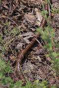 DPPhotography - Lesvos - European glass lizard - A