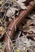 DPPhotography - Lesvos - European glass lizard - B