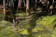DPPhotography - Lesvos - Grass snake - A