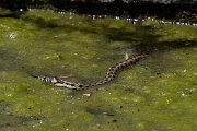 DPPhotography - Lesvos - Grass snake - B