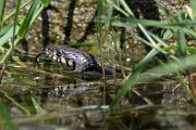 DPPhotography - Lesvos - Grass snake - M