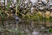 DPPhotography - Lesvos - Grass snake - N