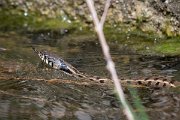 DPPhotography - Lesvos - Grass snake - O